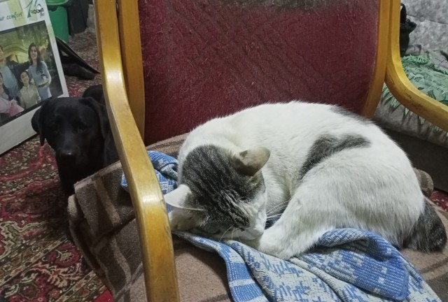 Солнце котовторника уже встало, Господа!