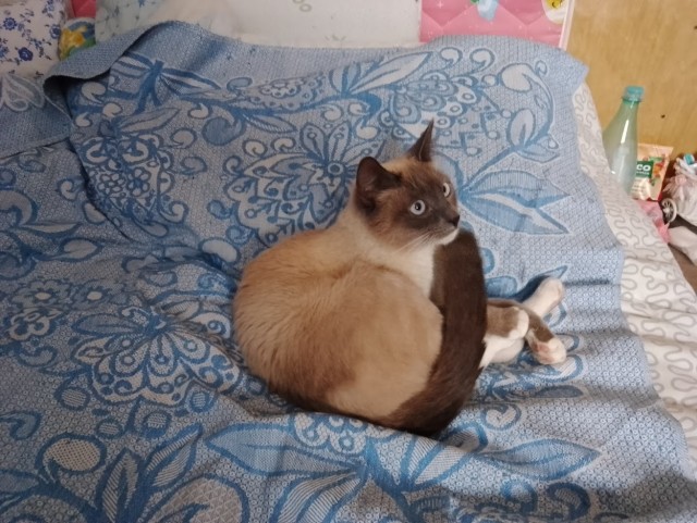 Котовторник 11.01.22