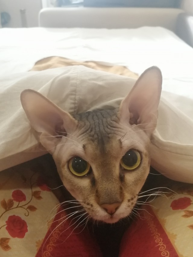 Господа и дамы ЯПа! Котовторник у нас начался! Отойдите от политоты и давайте котиков побольше!