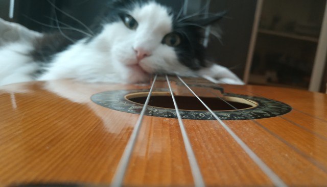 Котовторник вроде.