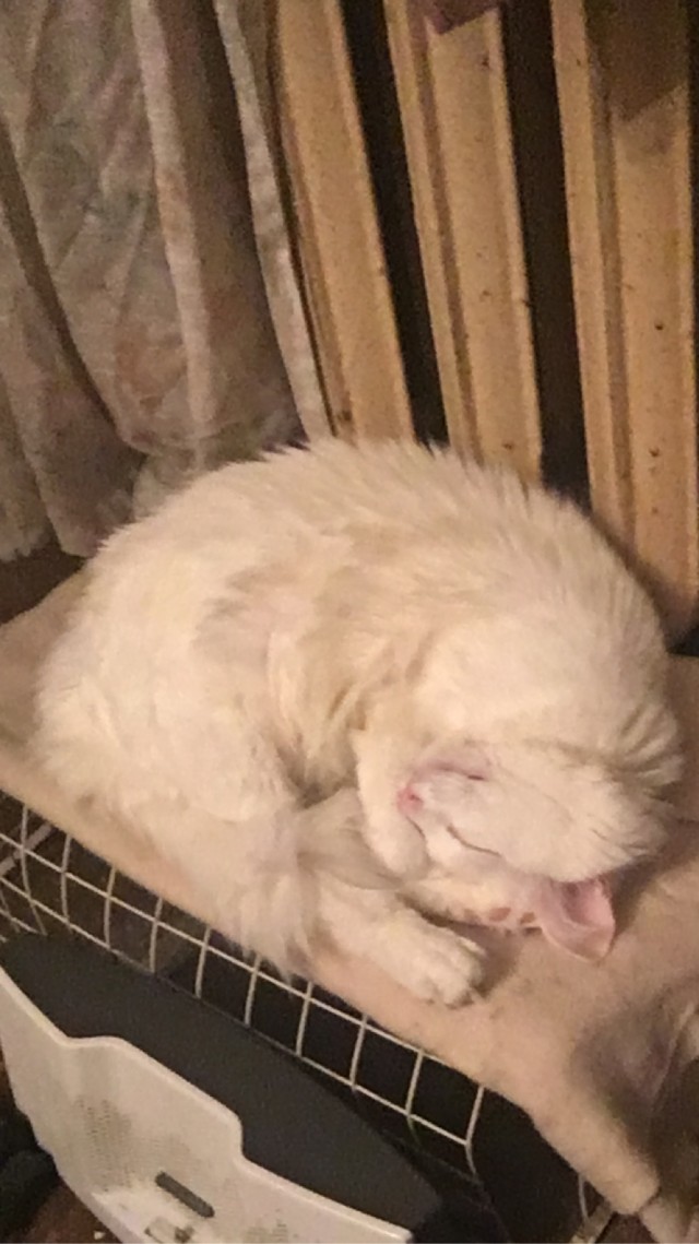 А ваши котейки че счас делают?