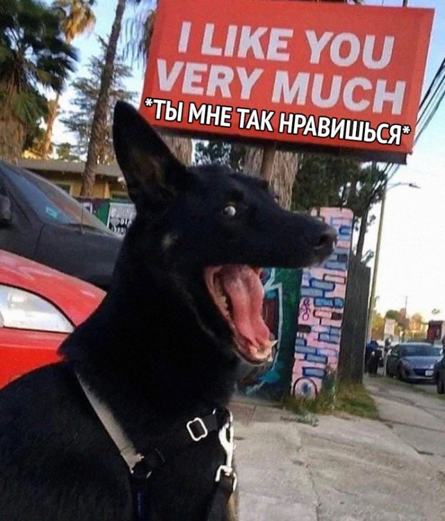Картинки и мемы для настроения - 23