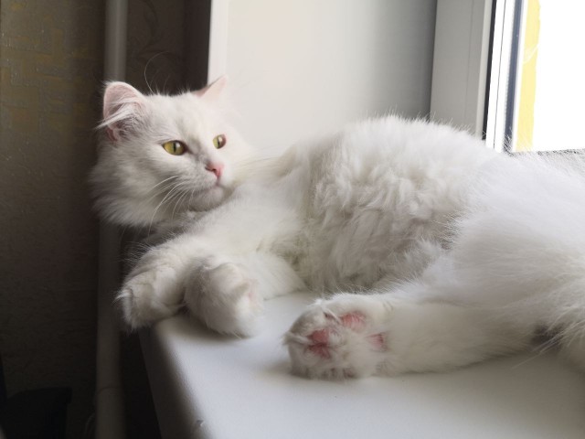 Котовторник 18.10.22