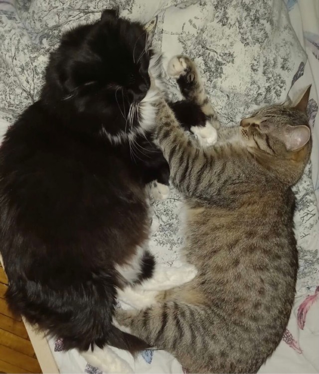 Котовторник. Было - стало