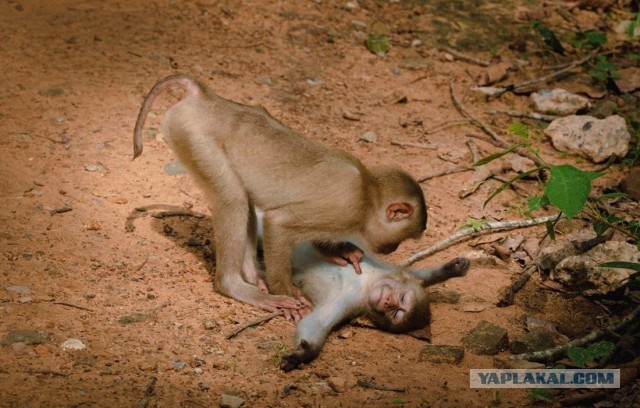 Новый конкурс "СлонотЯП"