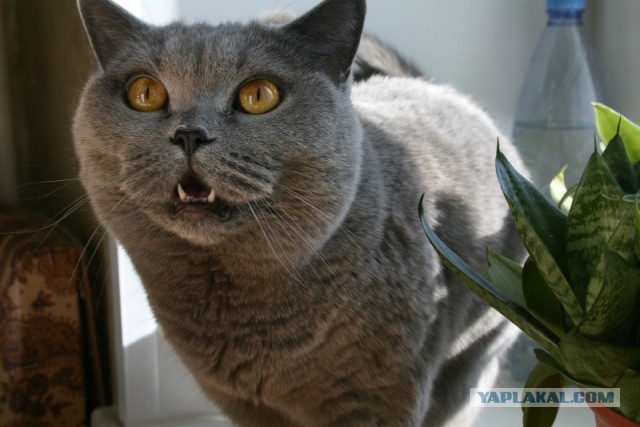 Котовторник 09.04.2013