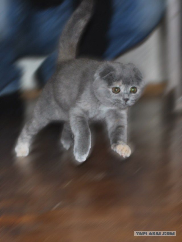 Котовторник 09.04.2013