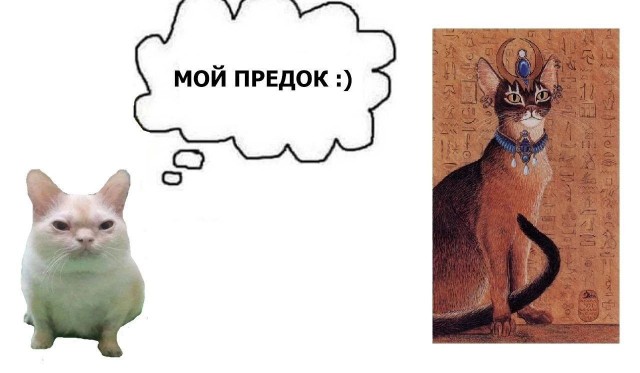 Эти кошки упрямее барана: ТОП-7 пород со скверным характером