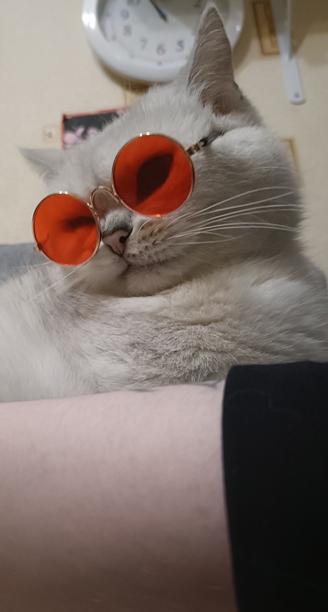 Всех с котовторником