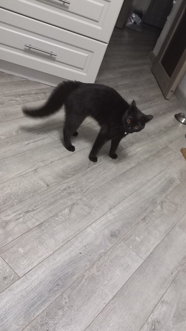 К котовторнику