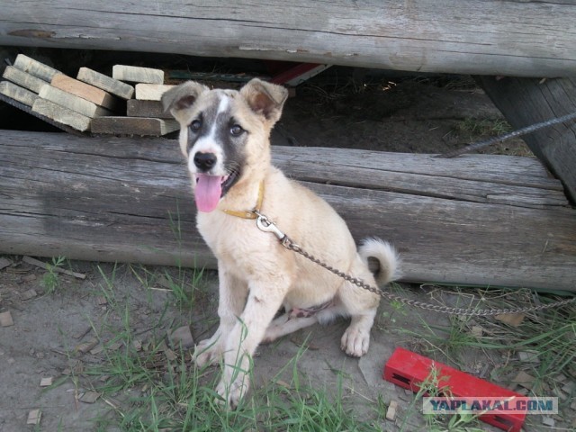 Прости меня, родная!