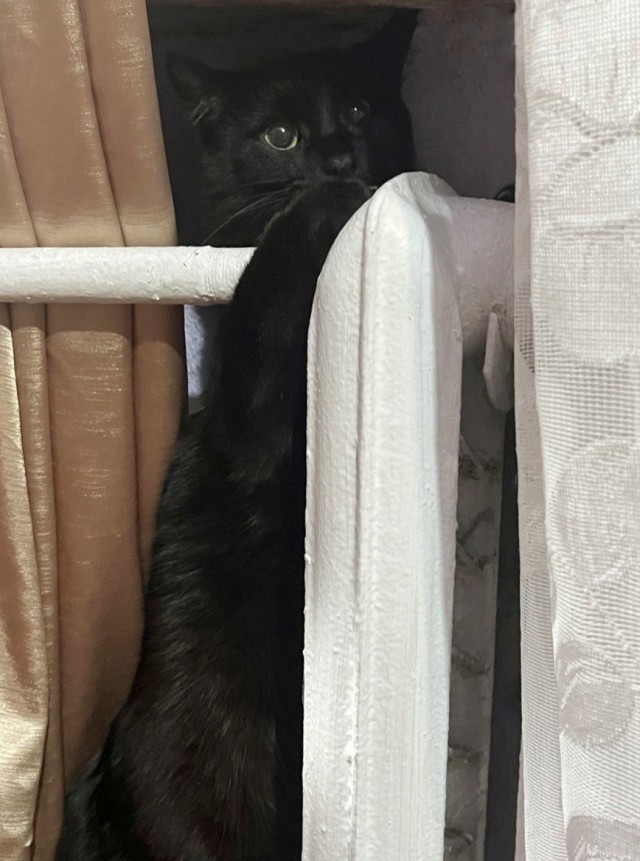 Котовторник