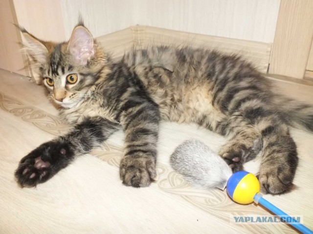 Немного о  Мейн Куне.