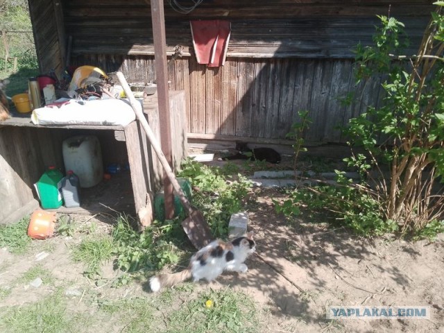 Жизнь домашнего приюта для котеек 542