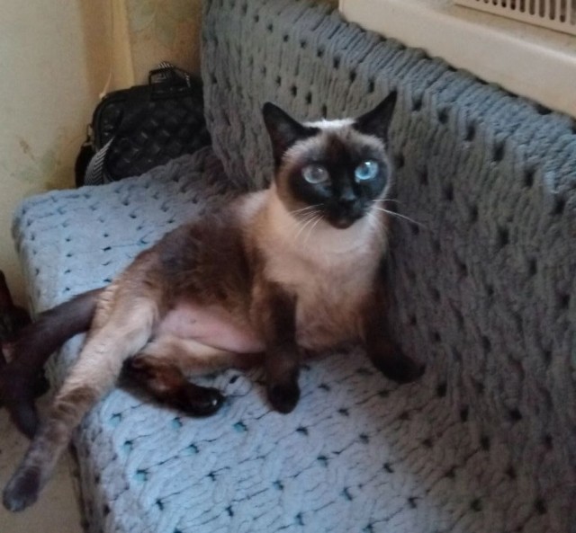 Это что, котовторник?