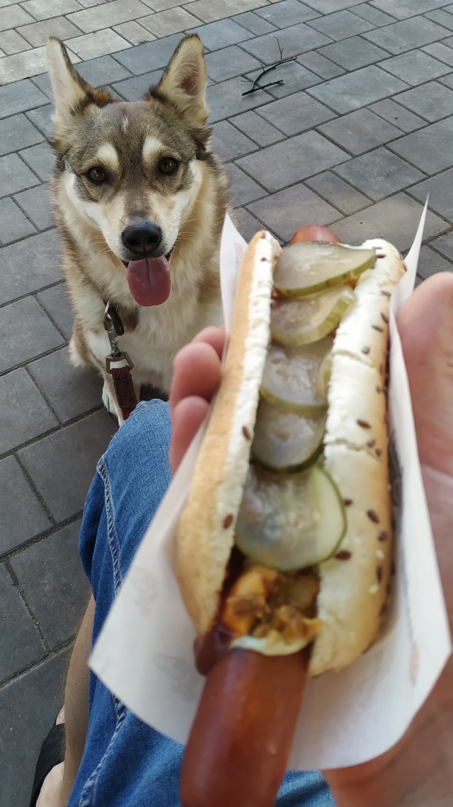 Собакочетверг!