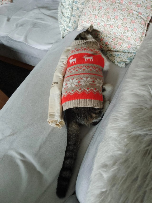 Спящих котеек тред