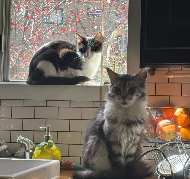 К котовторнику