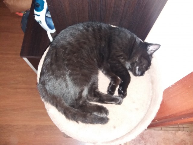 Котовторник скоро.