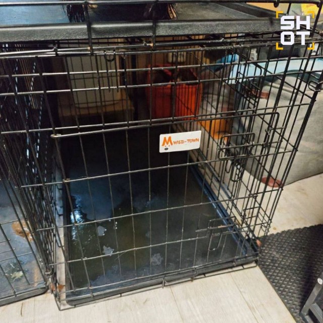 Жуткая история произошла с питомцами блогера Эльдара Джарахова и певицы Моны