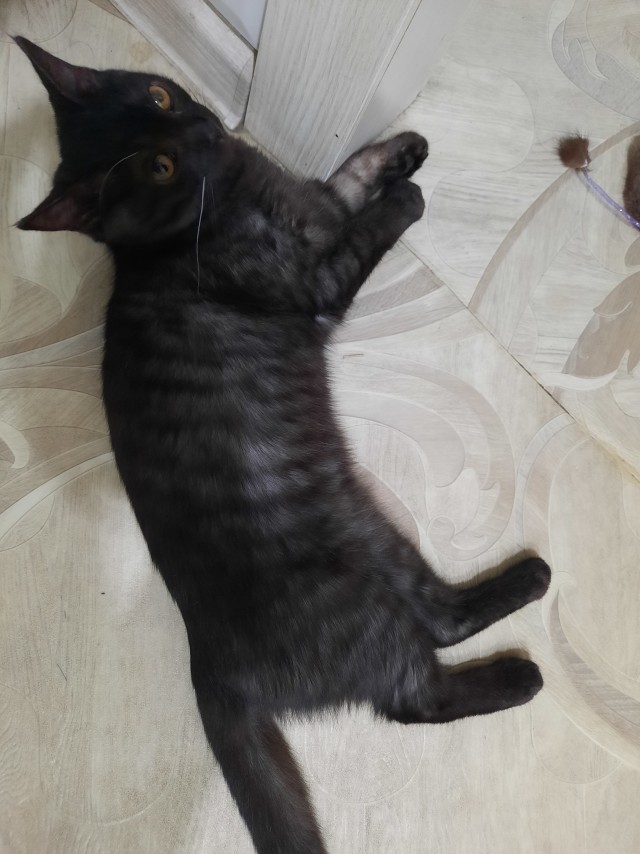 Вторник - котовторник
