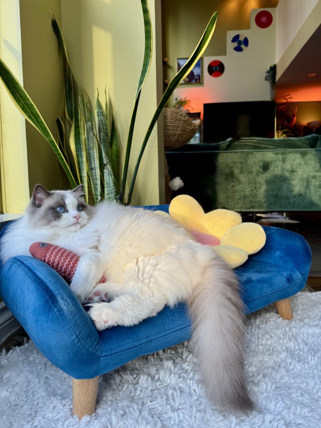 Зимняя шубка — это не шутка (котовторник)