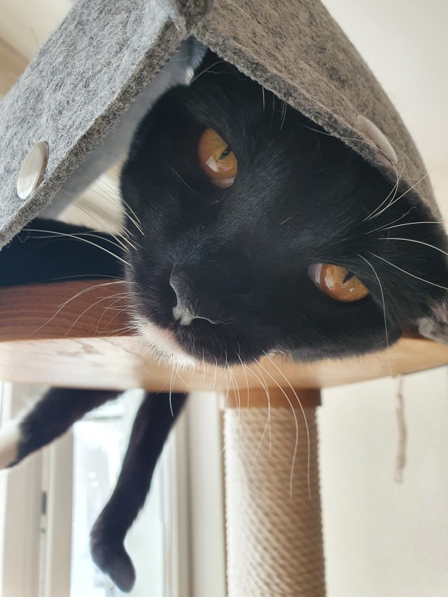 К котовторнику