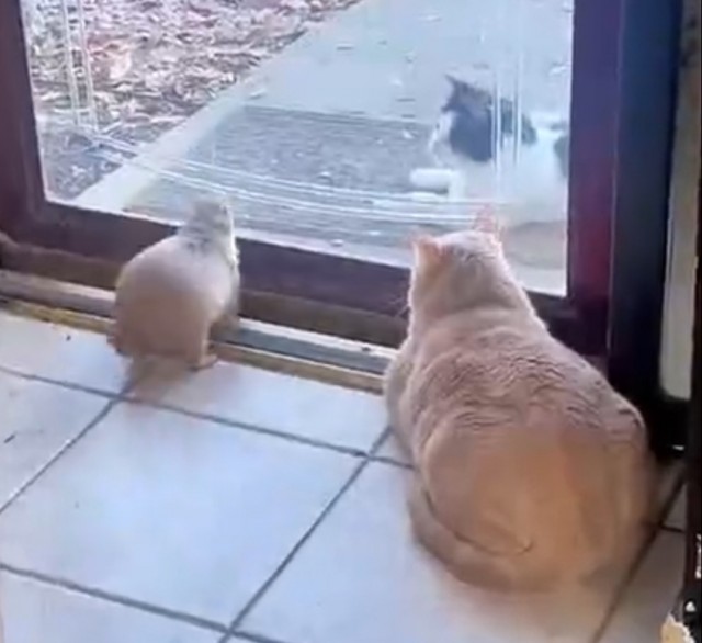 Будни луговых собачек