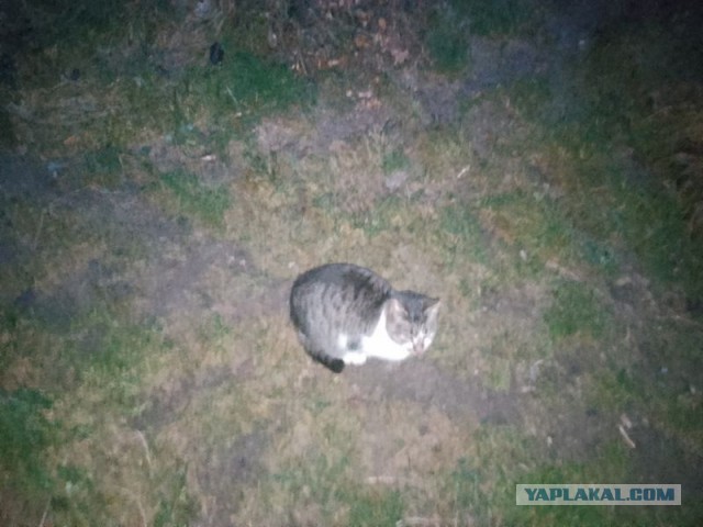 Жизнь домашнего приюта для котеек 567