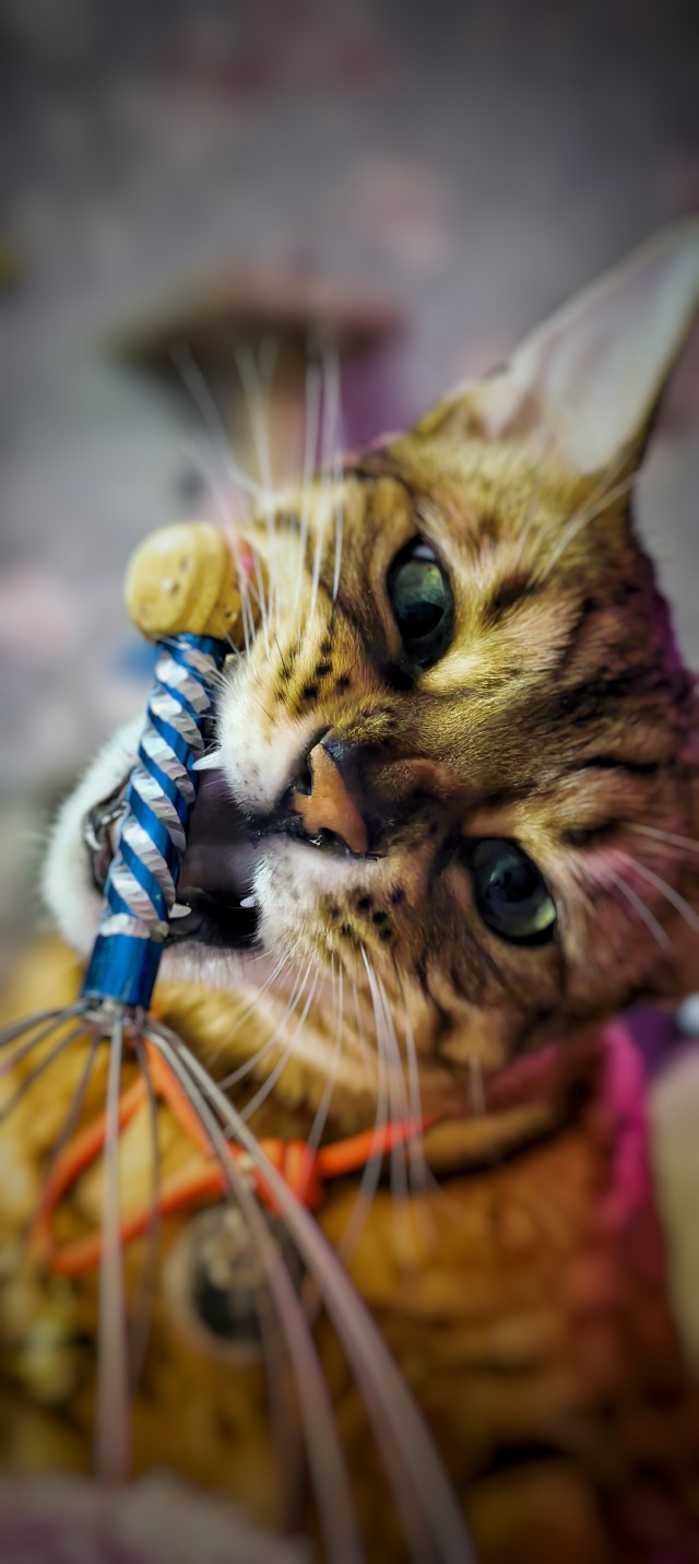 Котофторник жеж