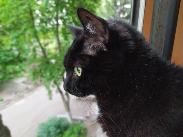 Запах кота