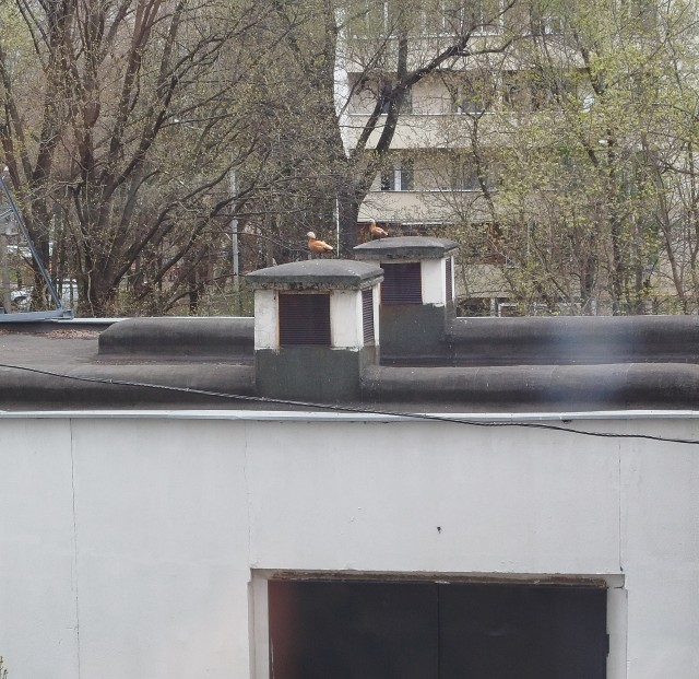 Дикие селезень и уточка поселились у меня под окнами