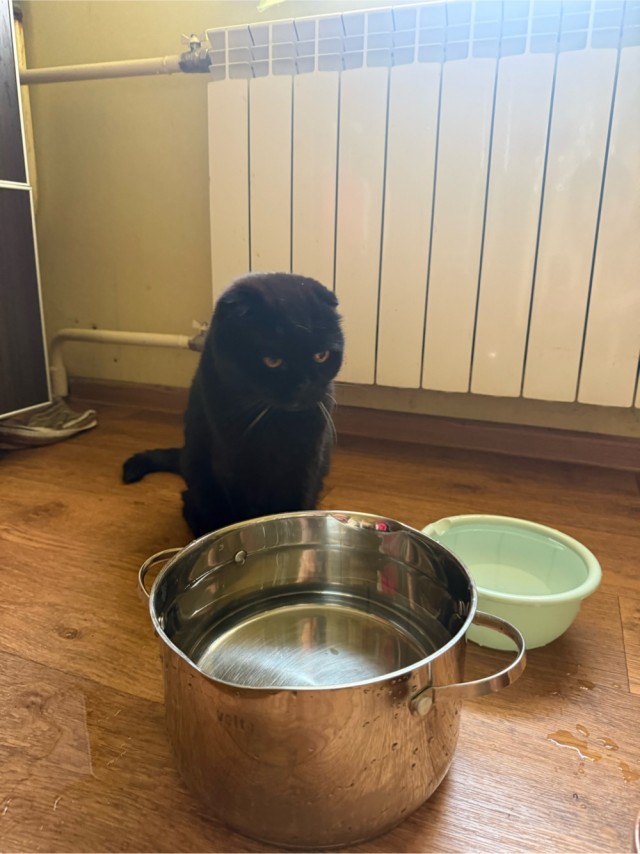 Кот плохо переносит жару