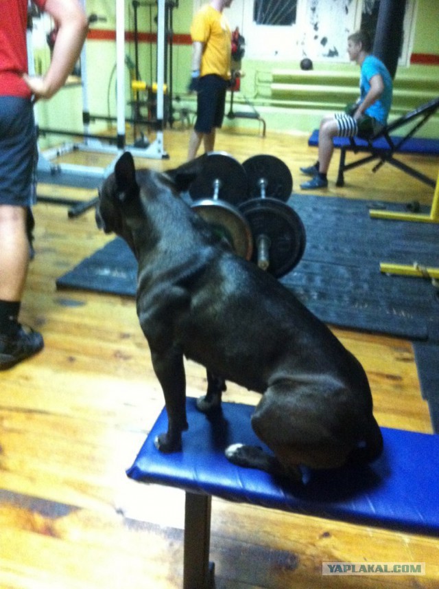 Собакочетверг на 02.01.2014