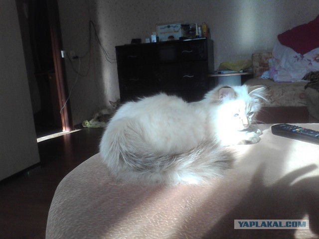 Котовторник 4.02.2014