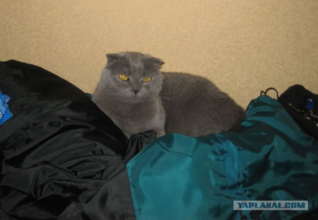 Котовторник 01.04.2014