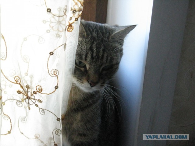 С Котовторником!