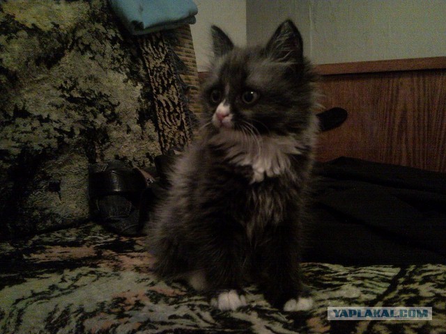 Котовторник 27.5.2014
