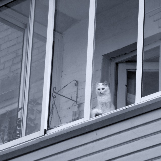 Котовторник 24.06.2014