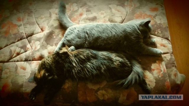Котовторник 16.09.14