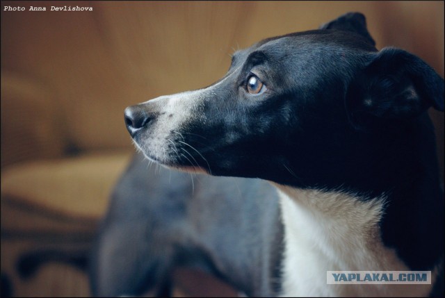 20 обалденных портретов собак