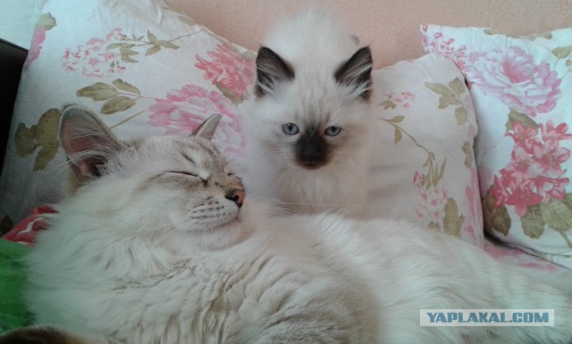 Котовторник 2.12.14