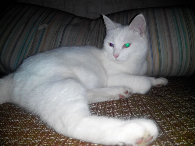 Котовторник 2.12.14