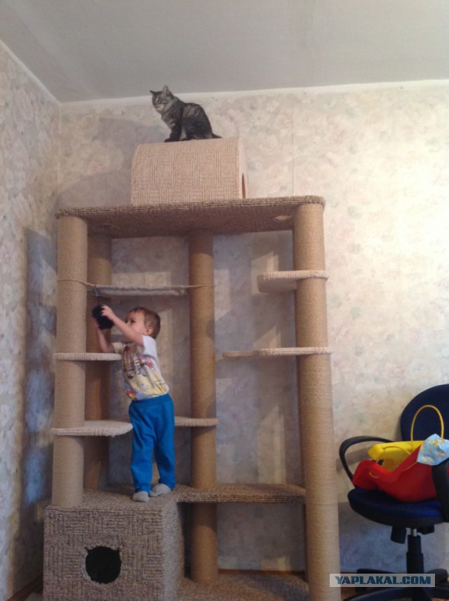 Запиливание котолазалки