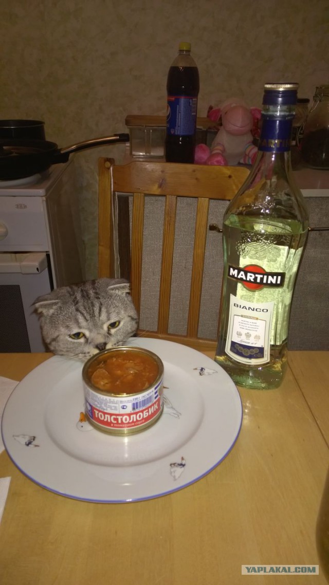 Котовторник 27.01.2015
