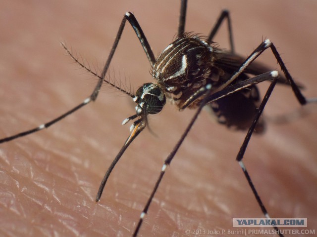 "Причиндал" комара