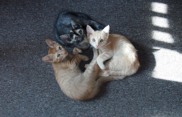 Котовторник 25.08.2015