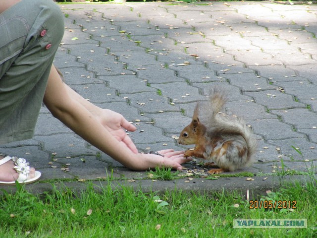 Белки забавные