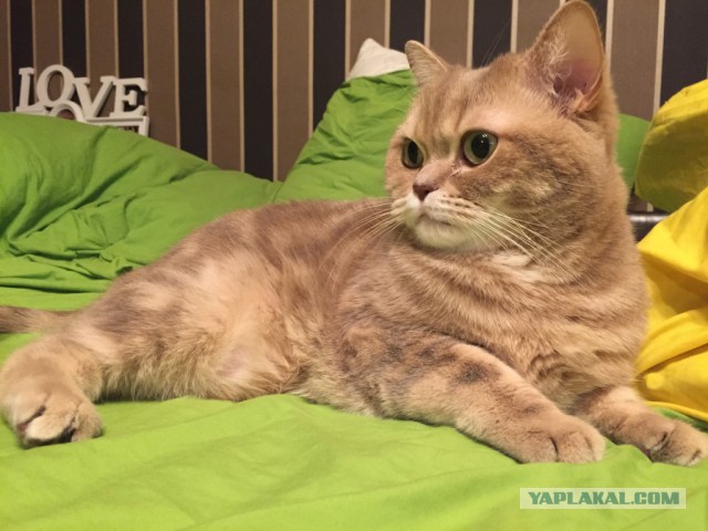 Котовторник 03.11.2015