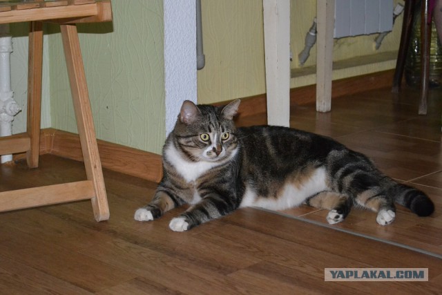 Новогодний котовторник,05.01.16.